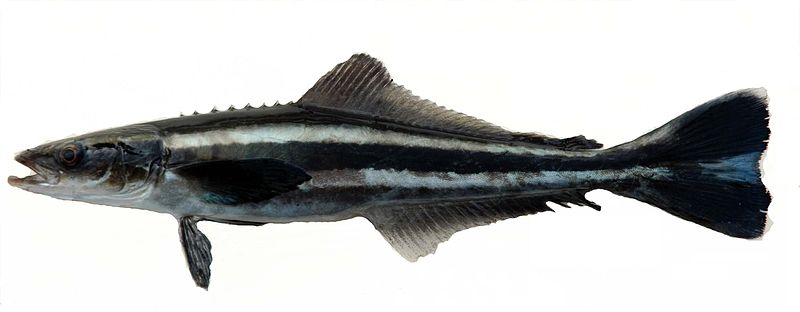 File:Rachycentron canadum Robertson.jpg