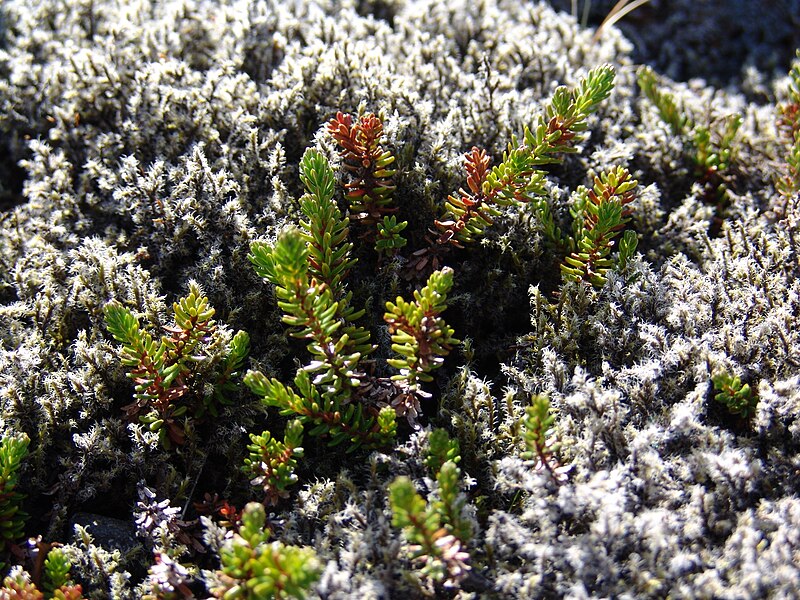 File:Racomitrium lanuginosum - Iceland 4270.jpg