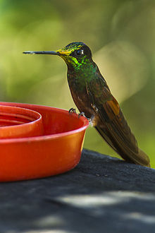 Rainbow Starfrontlet - Ecuador S4E0095.jpg