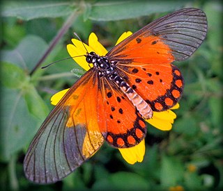 <i>Acraea boopis</i> Species of butterfly