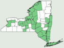 Ranunculus bulbosus NY-dist-map.png