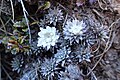 Raoulia grandiflora