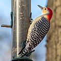 Image 90Red-bellied woodpecker on a feeder in Central Park