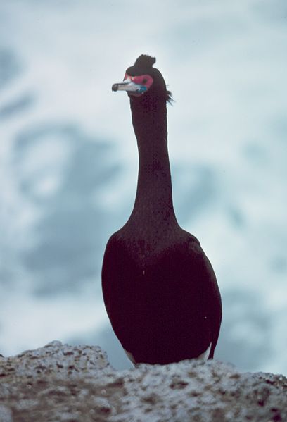 File:Red-faced Cormorant on Pribilof Islands, 5-1979 1.jpg