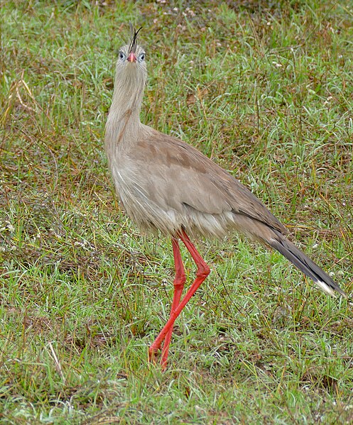 File:Red-legged Seriema (Cariama cristata) (28484877194).jpg