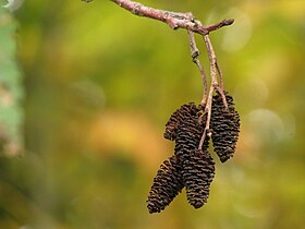 Alnus rubra catkins