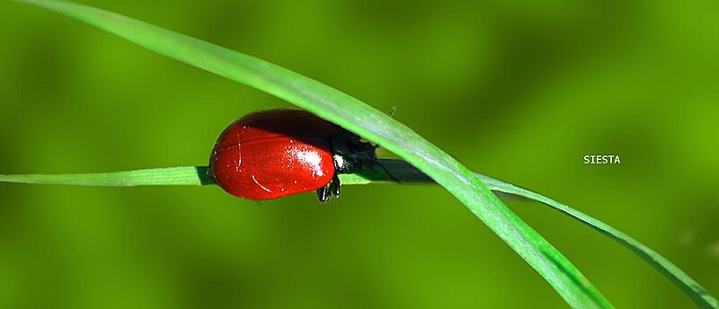 File:Red Bug.jpg