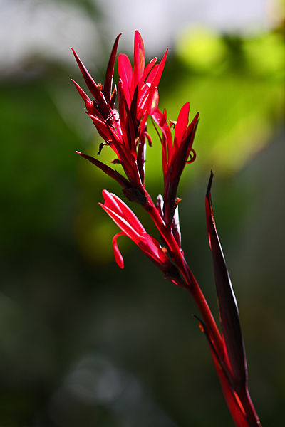 File:Red Plant (3386252174).jpg