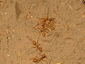 Red weaver ants, Gujarat, India