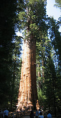 General Sherman tree