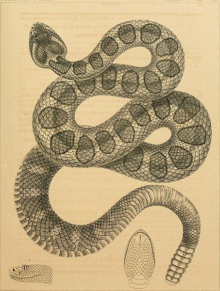 File:Reports of explorations and surveys, to ascertain the most practicable and economical route for a railroad from the Mississippi River to the Pacific Ocean (1855) (14781344703).jpg