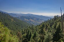 View of the forest area of the reserve Reserva de la Biosfera Santuario Mariposa Monarca.jpg