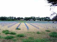 Plantation De La Vigne