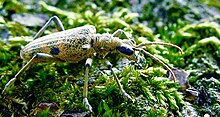 Rhagium mordax در moss.jpg