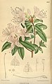 Rhododendron davidsonianum 141-8605.jpg