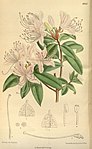 Rododendron davidsonianum 141-8605. jpg