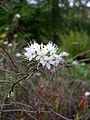 Rhododendron tomentosum 2 BOGA.jpg