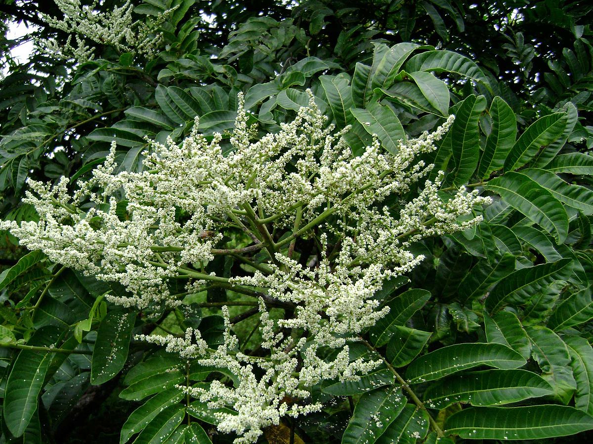 Rhus taitensis  Wikipedia