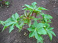 * Nomination Ricinus communis -- MJJR 16:24, 22 July 2007 (UTC) * Promotion Just good enough for a QI. -- Ram-Man 15:28, 24 July 2007 (UTC)