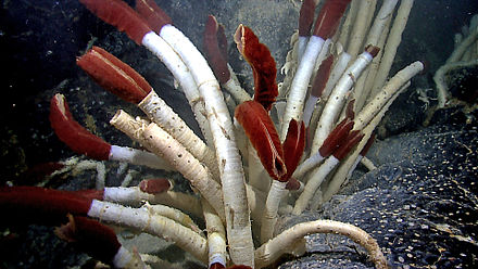The giant tube worm Riftia pachyptila showing red hemoglobin-containing plumes