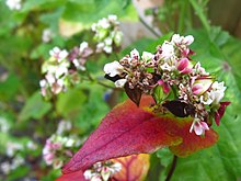 Buckwheat with flowers, ripe and unripe seeds Rijpend Boekweit in Salland 2013.jpg