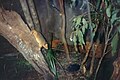 Ringtail Possum at Gondwana Rainforest Sanctuary