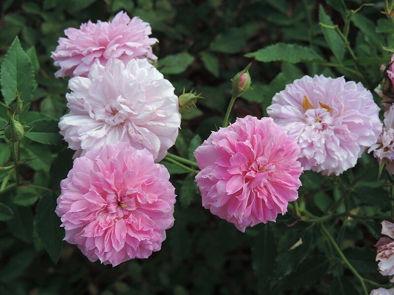 File:Rosa 'Pink Pet' kz01.jpg