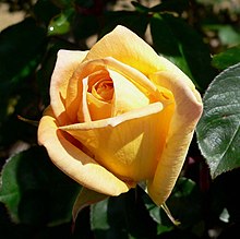 Rosa Oregold 2.jpg