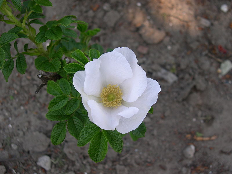 Fil:Rosa Rugosa.jpg