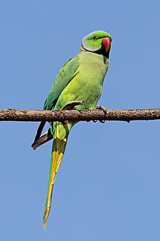 Rose-ringed parakeet Rose-ringed parakeet (Psittacula krameri borealis) male Jaipur.jpg