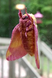 pink and yellow fuzzy moth