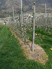 Glyphosate used as an alternative to mowing in an apple orchard in Ciardes, Italy Roundup-in-apple-orchard.jpg