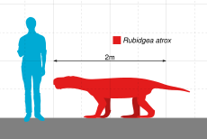 Rubidgea Scale.svg