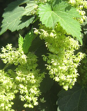 Ruhland, Wegrand hinter Theodor-Schmidt-Str. 28 am Bahndamm, Echter Hopfen, männliche Blüten, Sommer, 05.jpg