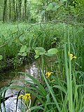 Vignette pour Réserve naturelle régionale du bas-marais tourbeux de la Basse Goulandière