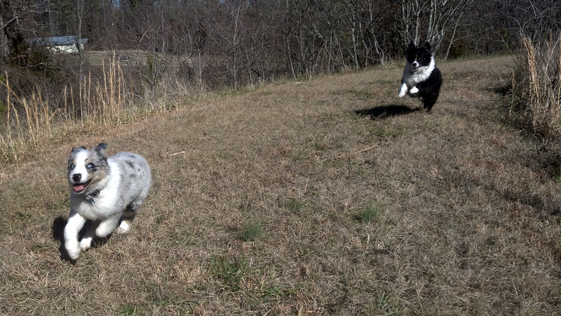 File:Running Mini Aussies.png