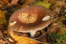 Russula romellii Maire 1910 Russula spec. - Lindsey 14a.jpg