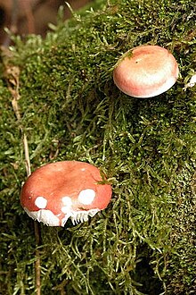 Russula atrorubens Quel. 1897 Russula spec. - Lindsey 1a.jpg