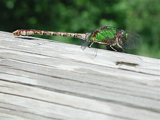 Rusty snaketail, Ophiogomphus rupinsulensis Rusty-snaketail-side.jpg