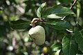 Saba senegalensis unripe fruit