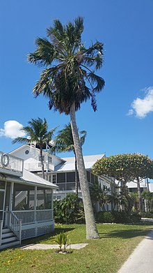 Sabal domingensis growing on Pine Island, Florida. SabalDomingensisBokeeliaFl.jpg