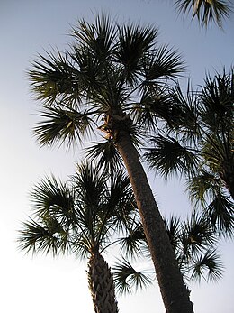 Közönséges szabalpálma (Sabal palmetto)