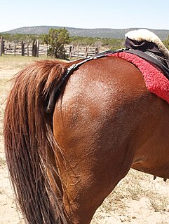 Crupper tail-strap on a saddle