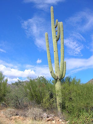 Saguaro - Wikipedia