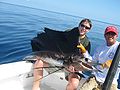 Sailfish caught off Quepos, Costa Rica