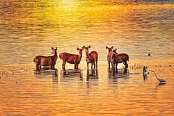 Sambar Deer during Flood at Kaziranga National Park, North East India.jpg