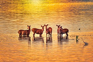 Sambar Deer searching for some comfortable place to stay while heavy rainfall submerged 80% of Kaziranga National Park Sambar Deer during Flood at Kaziranga National Park, North East India.jpg