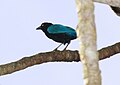 San Blas jay