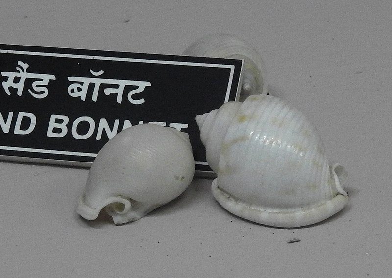 File:Sand Bonnet Shell Semicassis spp by Dr Raju Kasambe DSCN0240 (4).jpg