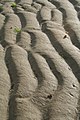 Sandripples1.JPG